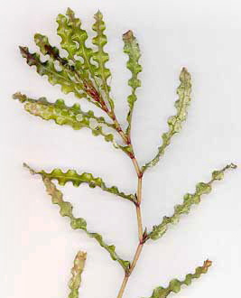 Curly Leaf Pond Weed